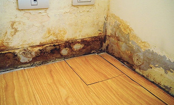 Effective Basement Water and Moisture Protection Services