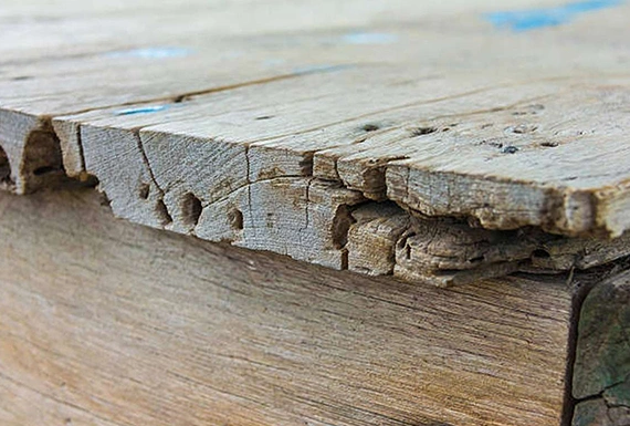 Expert Wood Decay Prevention